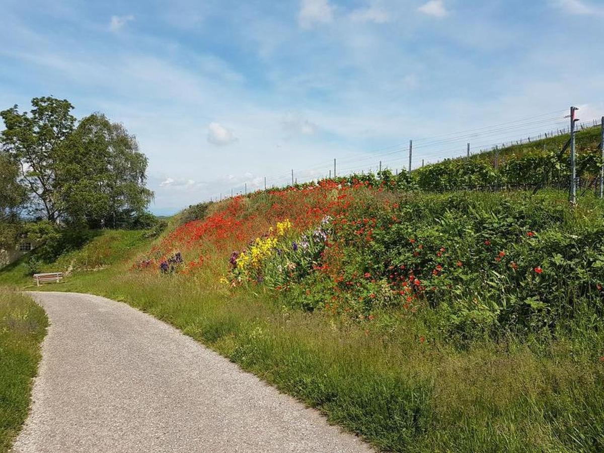 Apartmán Feriendomizil Bergamini Bischoffingen Exteriér fotografie